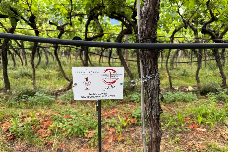 Ivan Mc Conell Padrino 2025 7 2026