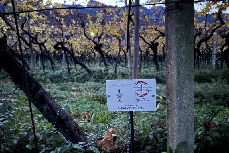 Urs Accola Svizzera 2025 -2026