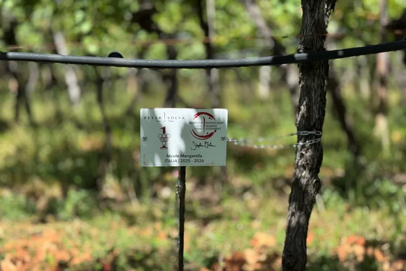 Nicole Mangarella Italia Padrina 2025 / 2026