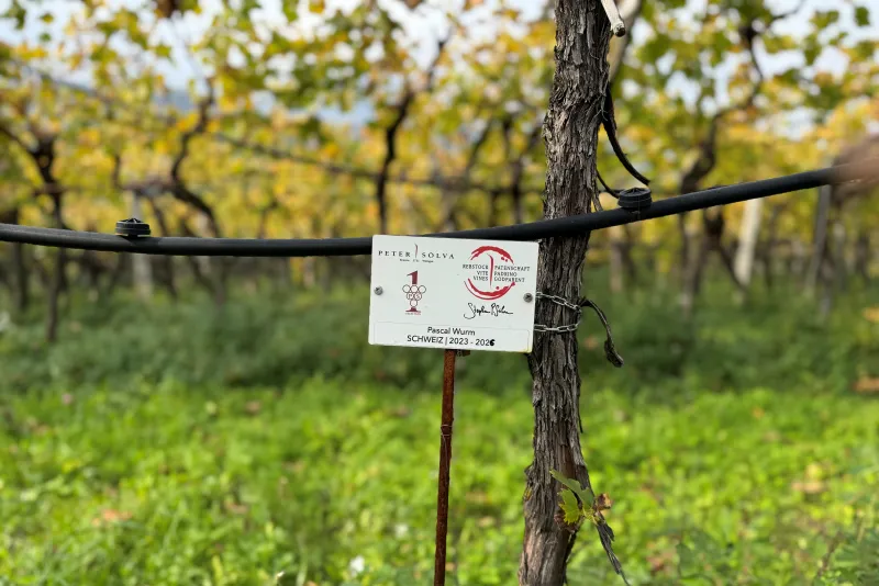Pascal Wurm Schweiz Estensione 2023 - 2026