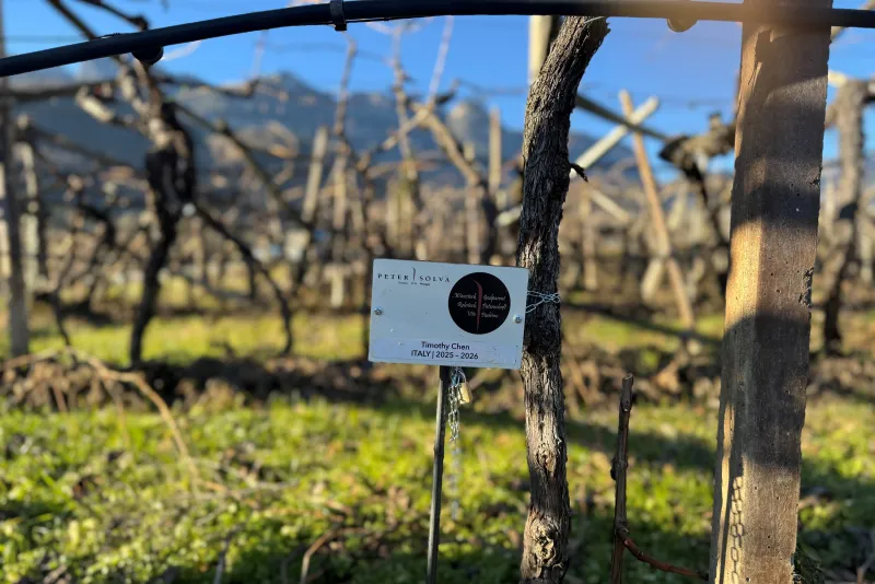 Timothy Chen Padrino 2025 - 2026