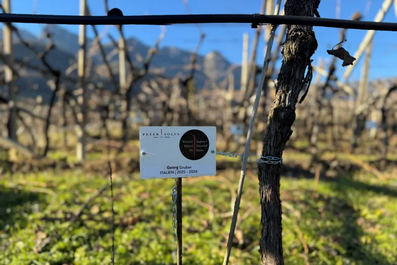 Georg Gruber Padrino 2025 -2026