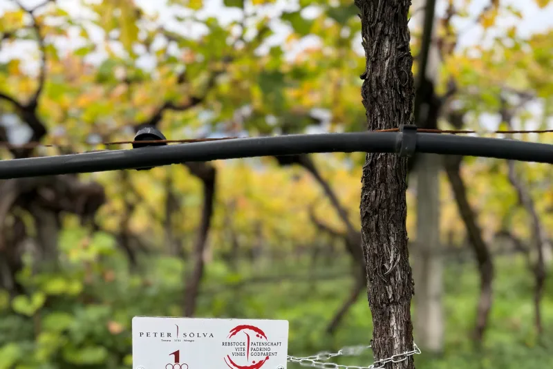 Joshua Böhrer Svizzera 2025 - 2026